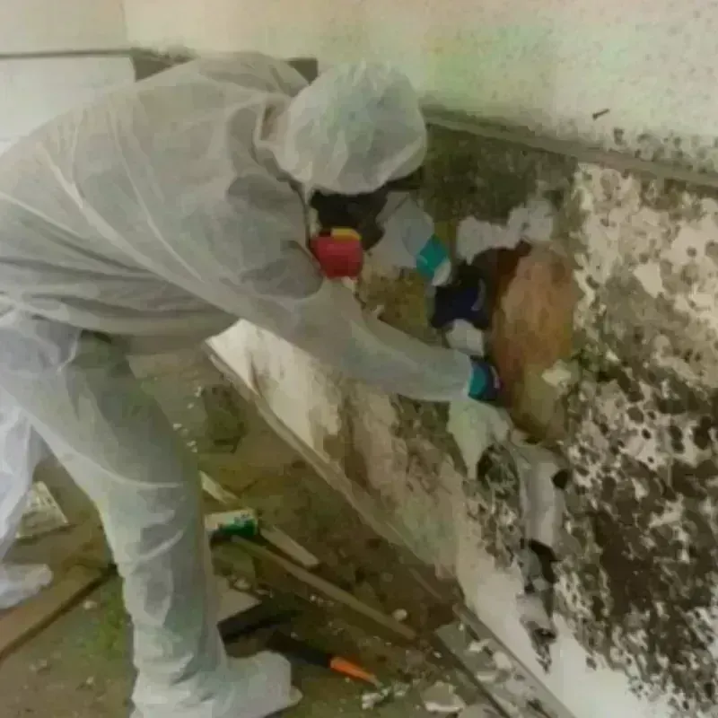 Mold Remediation and Removal in Schlusser, PA